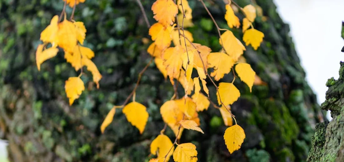 Branch with small yellow leaves turning autumnal color, set against a dark green background.