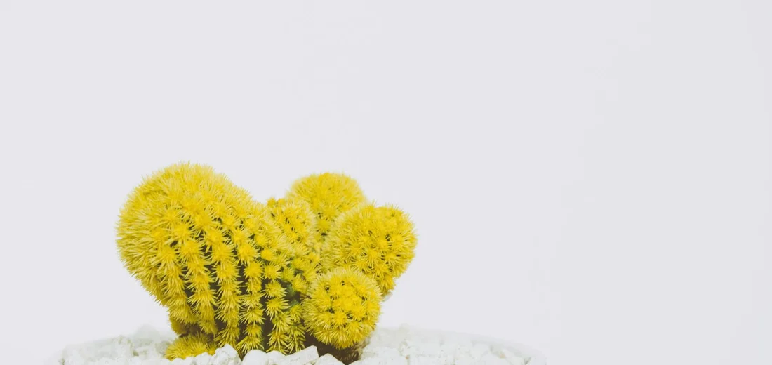 Cluster of bright yellow barrel cacti on light gravel against a white background