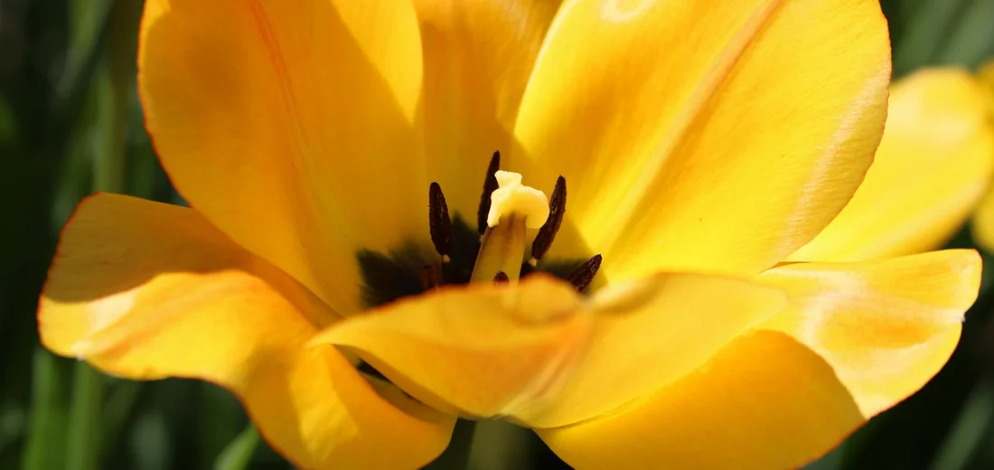 Close-up of a bright yellow tulip bloom with dark stamens