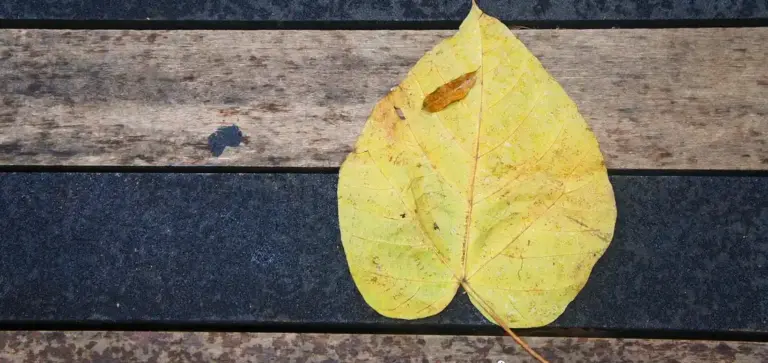 A single yellow leaf lying on weathered dark wooden planks