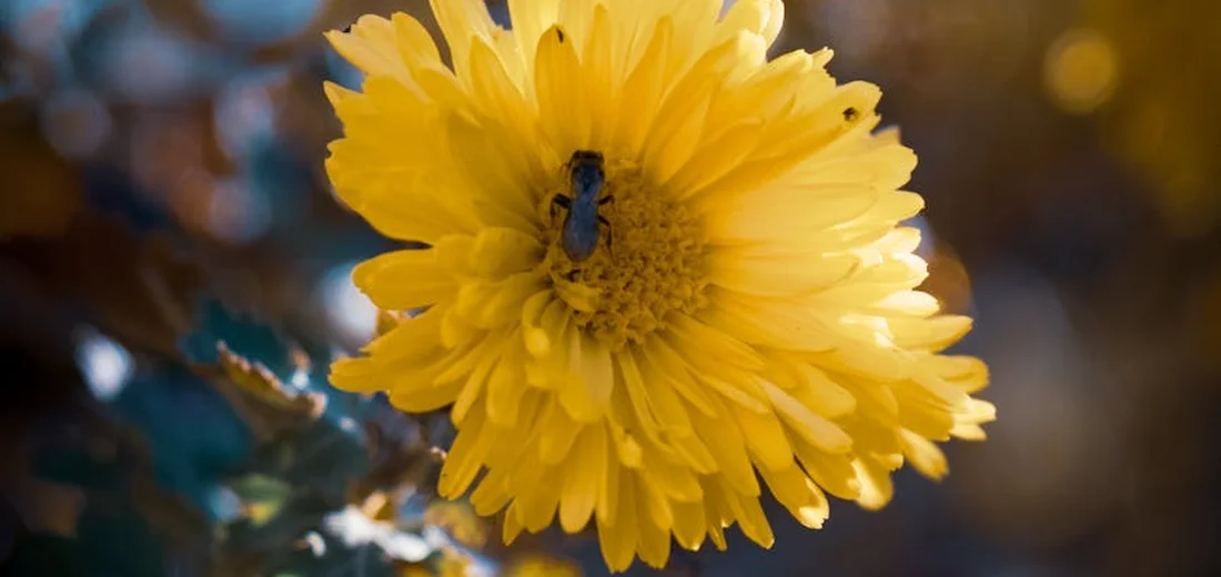 Close-up of a bright yellow bloom with many petals