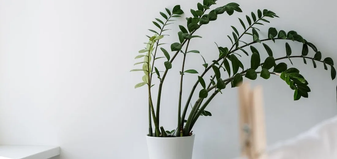ZZ plant with arching stalks and glossy dark-green leaflets in a white pot on a bright, minimalist surface.