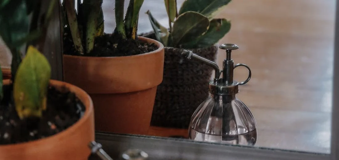 ZZ plant in terracotta pots on a wooden surface with a spray bottle nearby