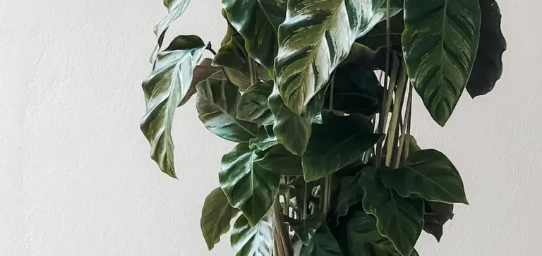 Close-up of a ZZ plant (Zamioculcas zamiifolia) with glossy, dark green leaves on multiple stems.