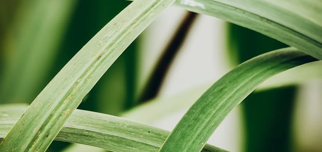 Close-up of ZZ plant stems and leaves, showing glossy green, arching blades.
