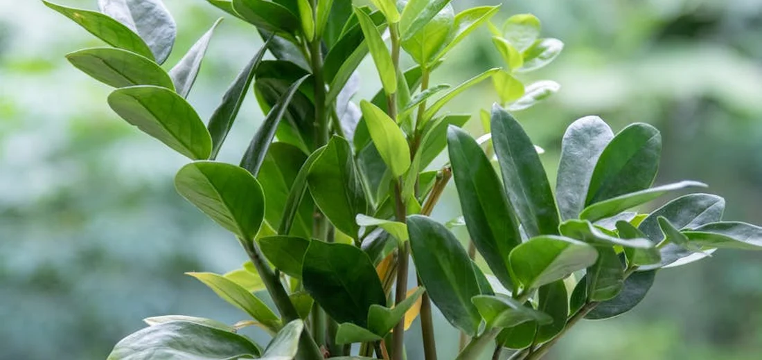Close-up of a ZZ plant (Zamioculcas zamiifolia) with glossy green leaves.