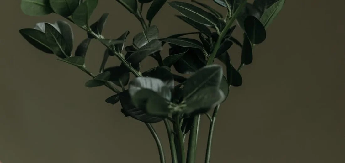Close-up of a ZZ plant with glossy dark-green leaves against a muted background