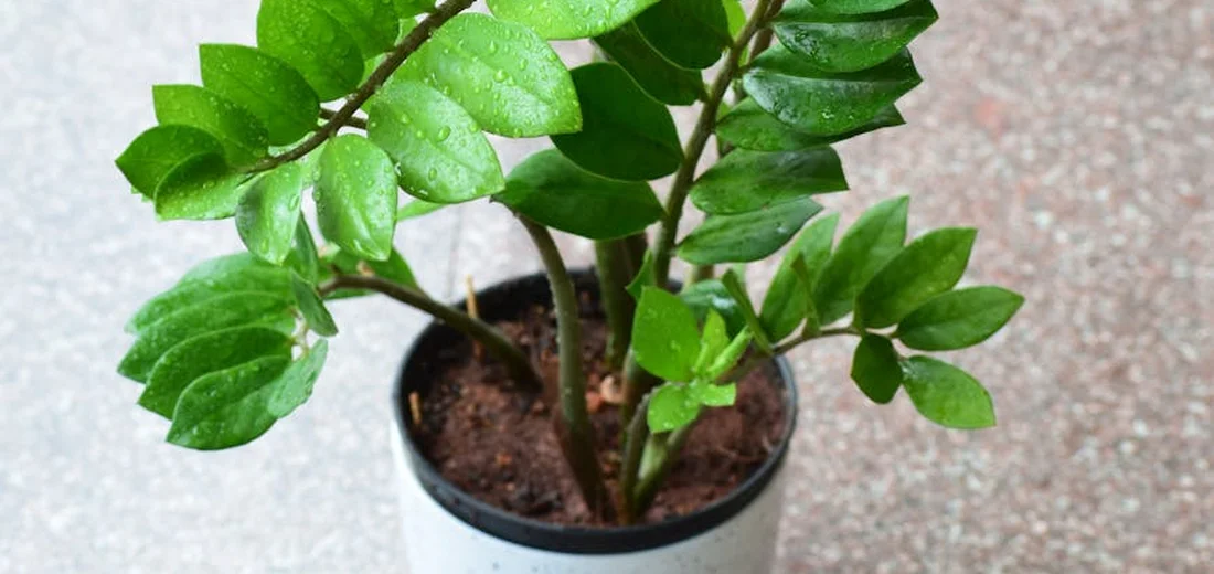 Close-up of ZZ plant (Zamioculcas zamiifolia) with glossy, dark green leaflets in a white pot