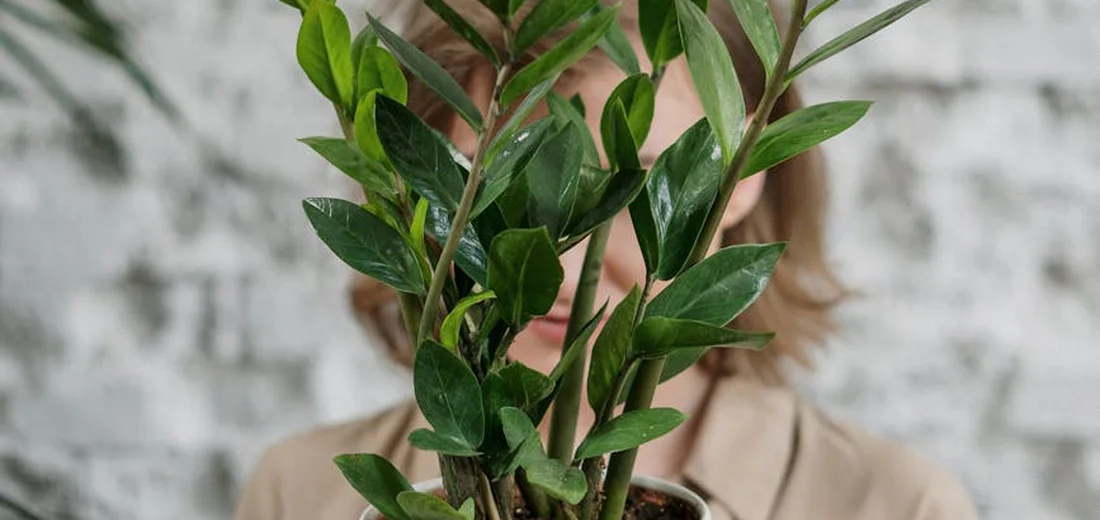 ZZ plant with glossy green leaves in a pot held in front of a blurred background.
