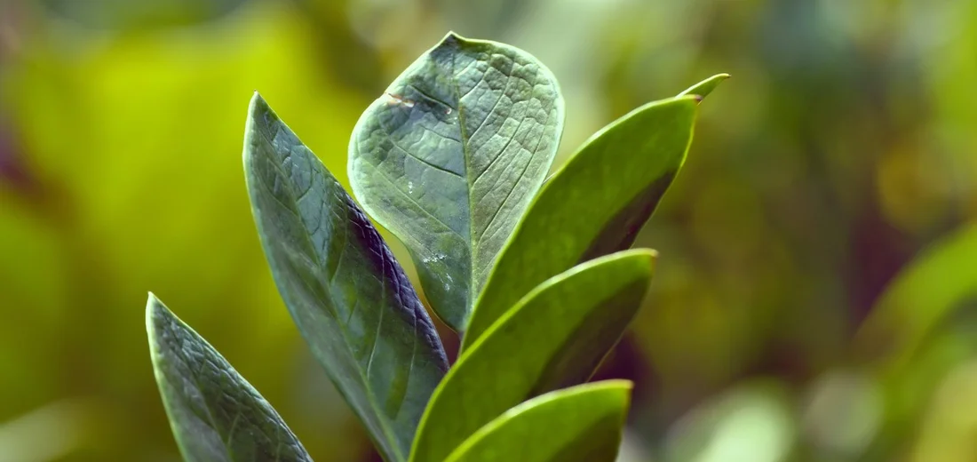 Close-up of glossy ZZ plant leaves in vibrant green