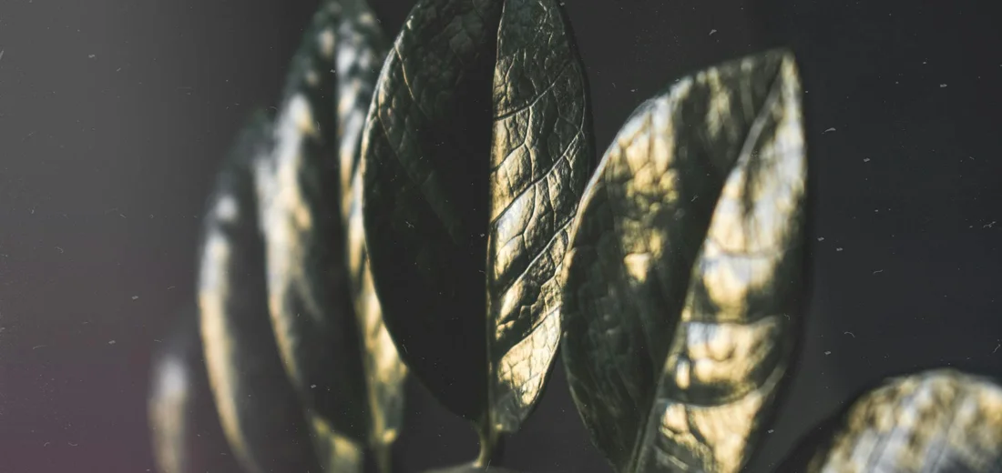 Close-up of ZZ plant leaves with glossy green foliage