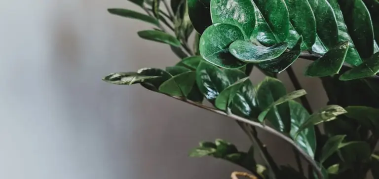 Close-up of ZZ plant (Zamioculcas zamiifolia) with glossy, dark green leaves