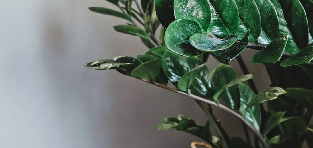 Close-up of ZZ plant (Zamioculcas zamiifolia) with glossy, dark green leaves