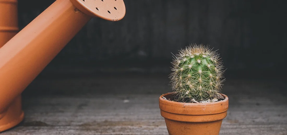 Small round cactus in a terracotta pot on a wooden surface, with a terracotta watering can spout visible nearby.