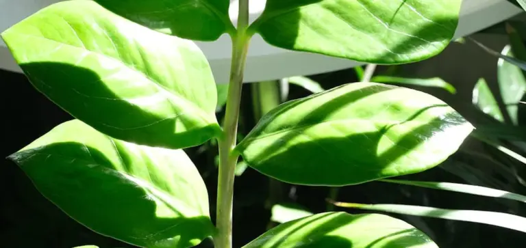 Close-up of a ZZ plant (Zamioculcas zamiifolia) with glossy, bright green leaves.