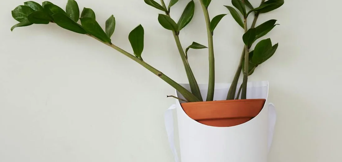 ZZ plant with drooping stems in a white pot against a light background