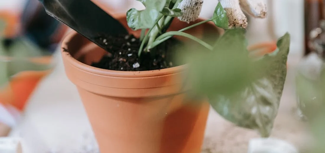ZZ plant in a terracotta pot with a blurred background