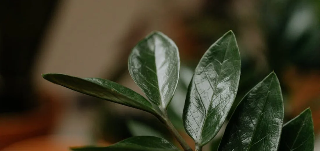 Close-up of ZZ plant leaves with glossy dark green foliage