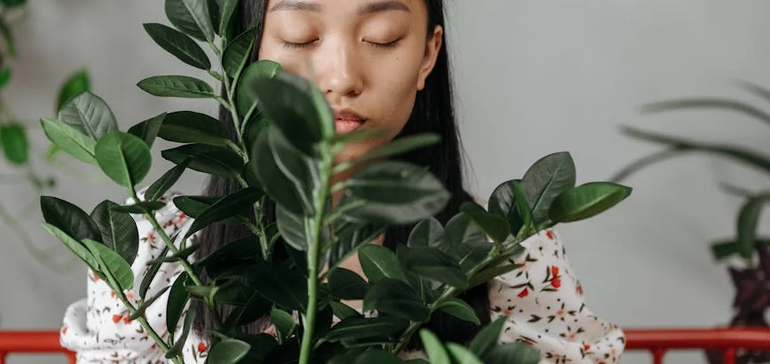 Close-up of a person tending to a ZZ plant with glossy dark-green leaves