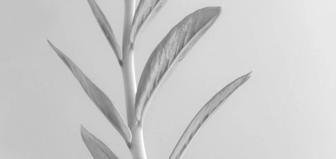 Close-up of a ZZ plant stem with several elongated leaves along the stem (grayscale).