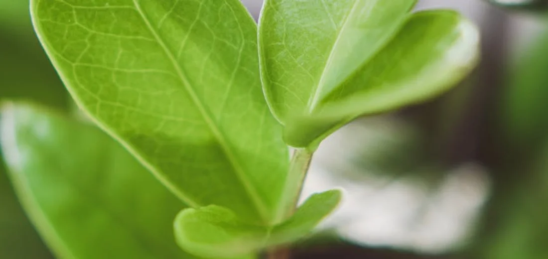 Close-up of ZZ plant leaves (Zamioculcas zamiifolia) with glossy green foliage