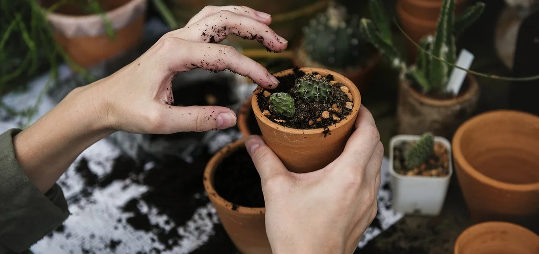 Close-up of hands with dirt on them holding a small terracotta pot during a ZZ plant care task, with other pots in the background.