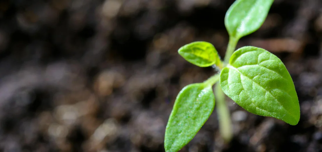 Close-up of a young ZZ plant seedling with bright green leaves emerging from dark soil