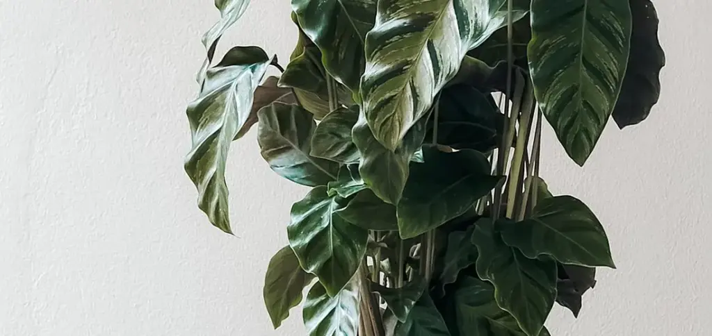 ZZ Plant Light and Temperature: Simple Tips for Healthy Growth