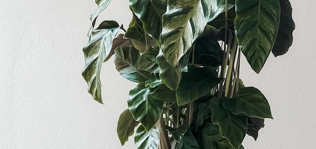 A ZZ plant (Zamioculcas zamiifolia) with glossy, dark-green leaves indoors.