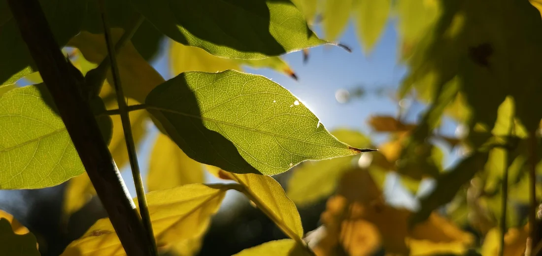 Close-up of ZZ plant leaves illuminated by sunlight, showing green and yellow tones