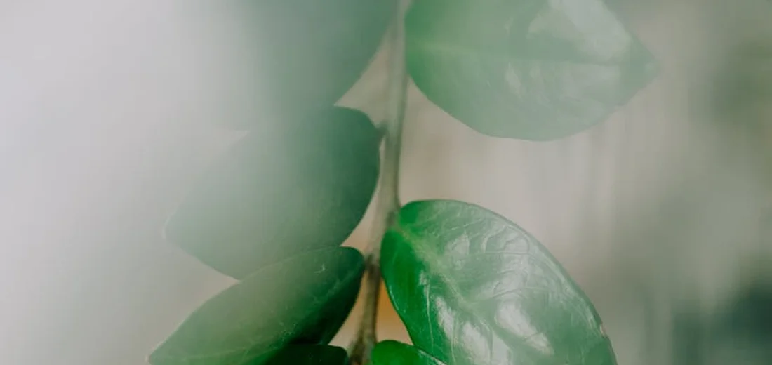 Close-up of glossy ZZ plant leaves on a pale stem with a soft, blurred green background.